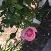 lily0314